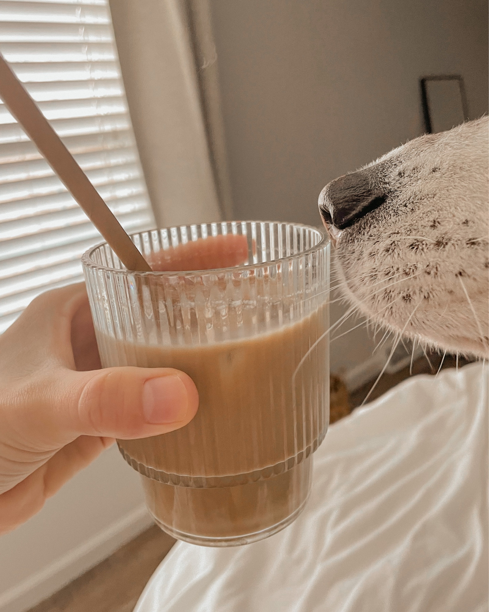 Favorite iced coffee cups I use every day, linked similar! I like the plastic version because pets :)

#LTKhome #LTKFind