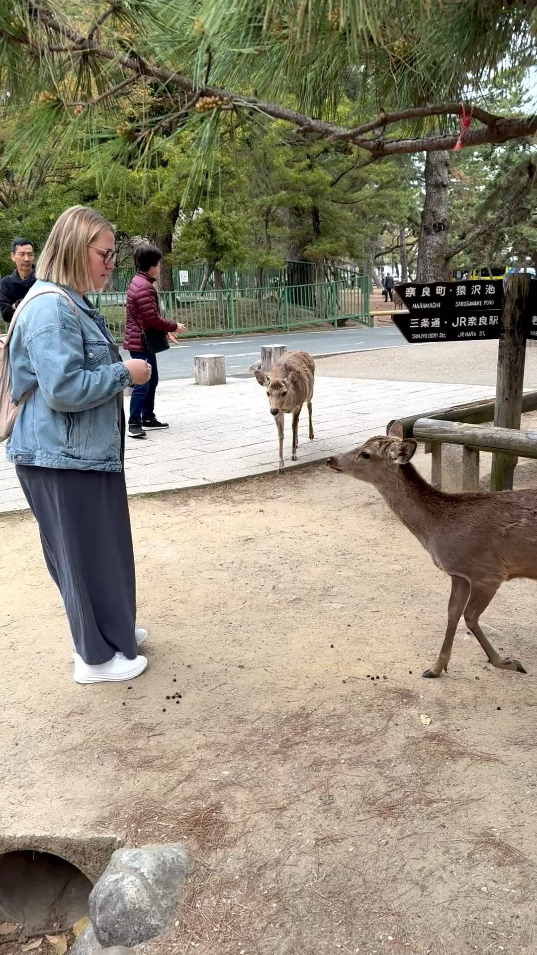 Outfit idea for a day trip to Nara park in Japan 

#LTKMidsize #LTKFindsUnder50 #LTKTravel
