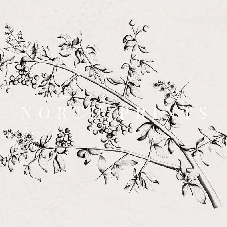 Minimalist Neutral Botanical Sketch  Vintage Flower Art Print | Etsy | Etsy (US)