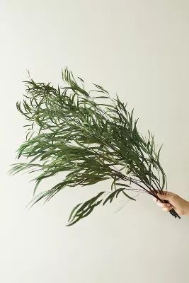 Preserved Eucalyptus Nicoly Bunch, Green | Anthropologie (US)