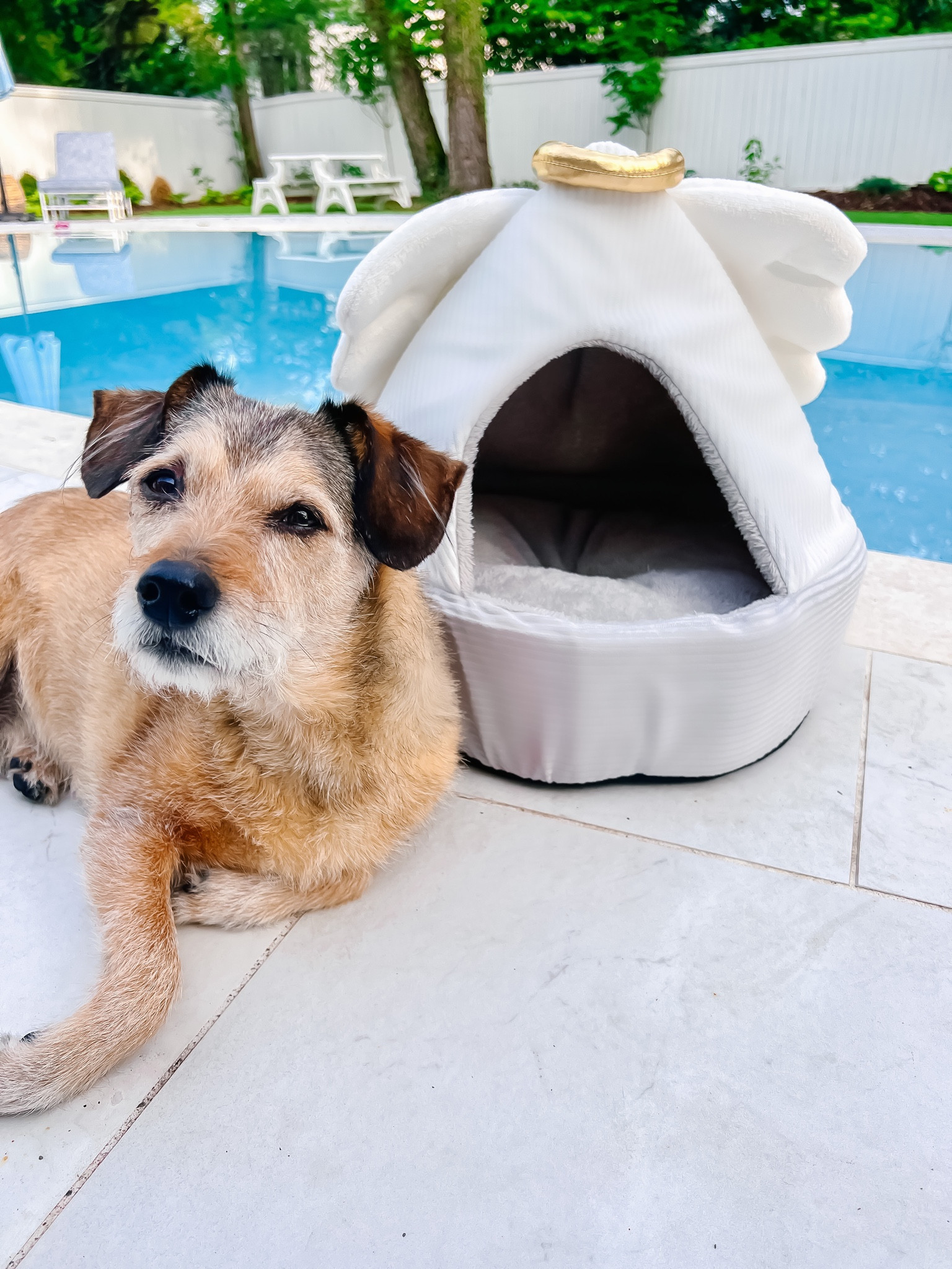 How adorable is this pet bed?! It’s for a cat or small dog. My dog Owen is about 45 pounds so he’s considered a medium size dog so he doesn’t fit in it. But for only $22 you cannot find a better deal! It’s so cute and well-made and really, really cozy! The pillow inside is so plush and soft! Linking a few other cat/small dog beds, that I love as well!
