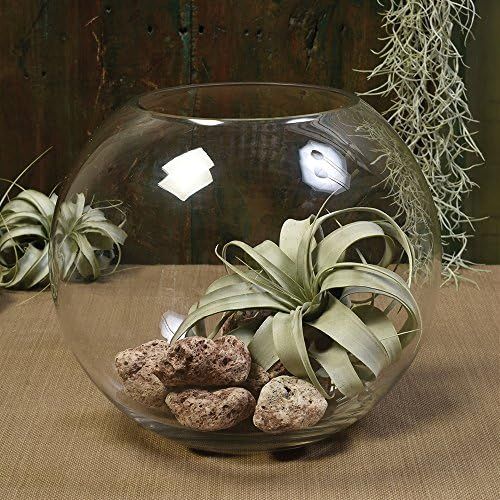HomArt Glass Sphere Bowl | Amazon (CA)