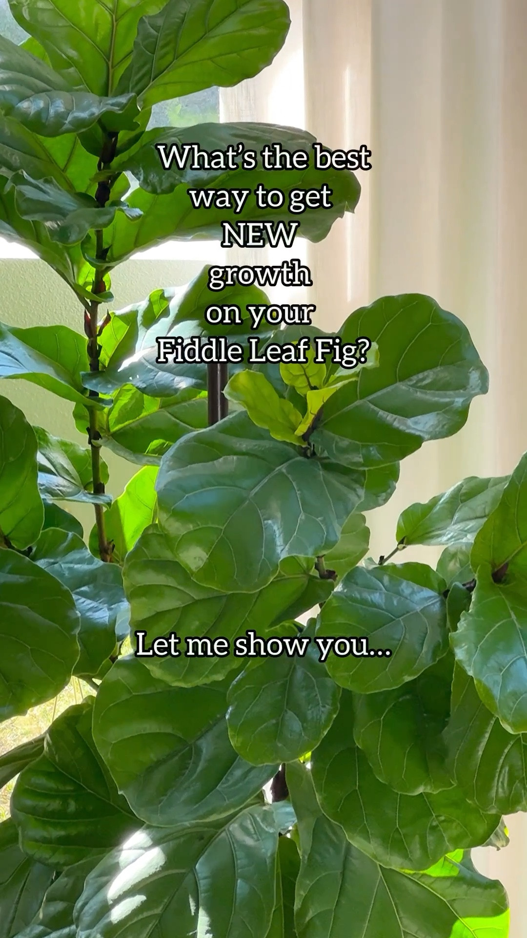 Get 10% off through the Modern Sprout Amazon link with code JQBRNR10 at checkout.

Pruning is one of the best ways to encourage fuller growth on your fiddle leaf fig. By cutting just above a node, you’re signaling the plant to branch out — which means more leaves and a bushier shape over time 🙌

I used the Modern Sprout Hand Pruners to prune my fiddle. They’re made with a sharp carbon steel blade, are rust resistant, and the safety lock gives me peace of mind that they’re securely closed when not in use. Plus, they have a comfortable grip, which makes pruning so much easier 🌿

Bonus? You can propagate your cutting and grow yourself a brand new baby fiddle 🌱

#fiddleleaffig #plantcare #indoorplants #planttips #plantlover

fiddle leaf fig care | how to prune fiddle leaf fig | plant propagation tips | indoor plant pruning | encourage plant growth

#LTKSeasonal #LTKhome #LTKstyletip