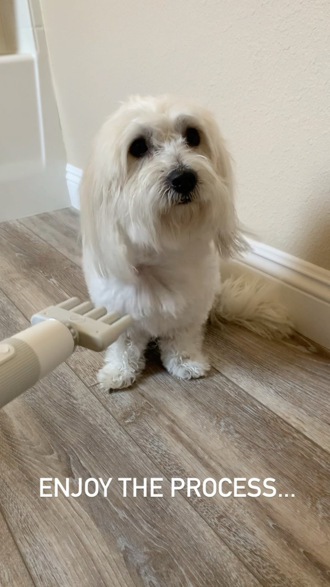 Who likes baths? Not me for sure... 
The worst part was drying my long hair, until we found this cool pet hairdryer from UAHPET 

Now I even enjoyed the drying process. 
It has low noise, so I am not scared any more when mommy is drying my hair.

Guess what, they even named it after me. 
Ok, just kidding. 😉😘

But when mommy saw that we share our name she new we have to try it. And it didn’t disappoint!


 #UAHPET #petcare #hairdryer  #LTKPets #LTKDogs

#LTKTravel #LTKCyberWeek #LTKGiftGuide