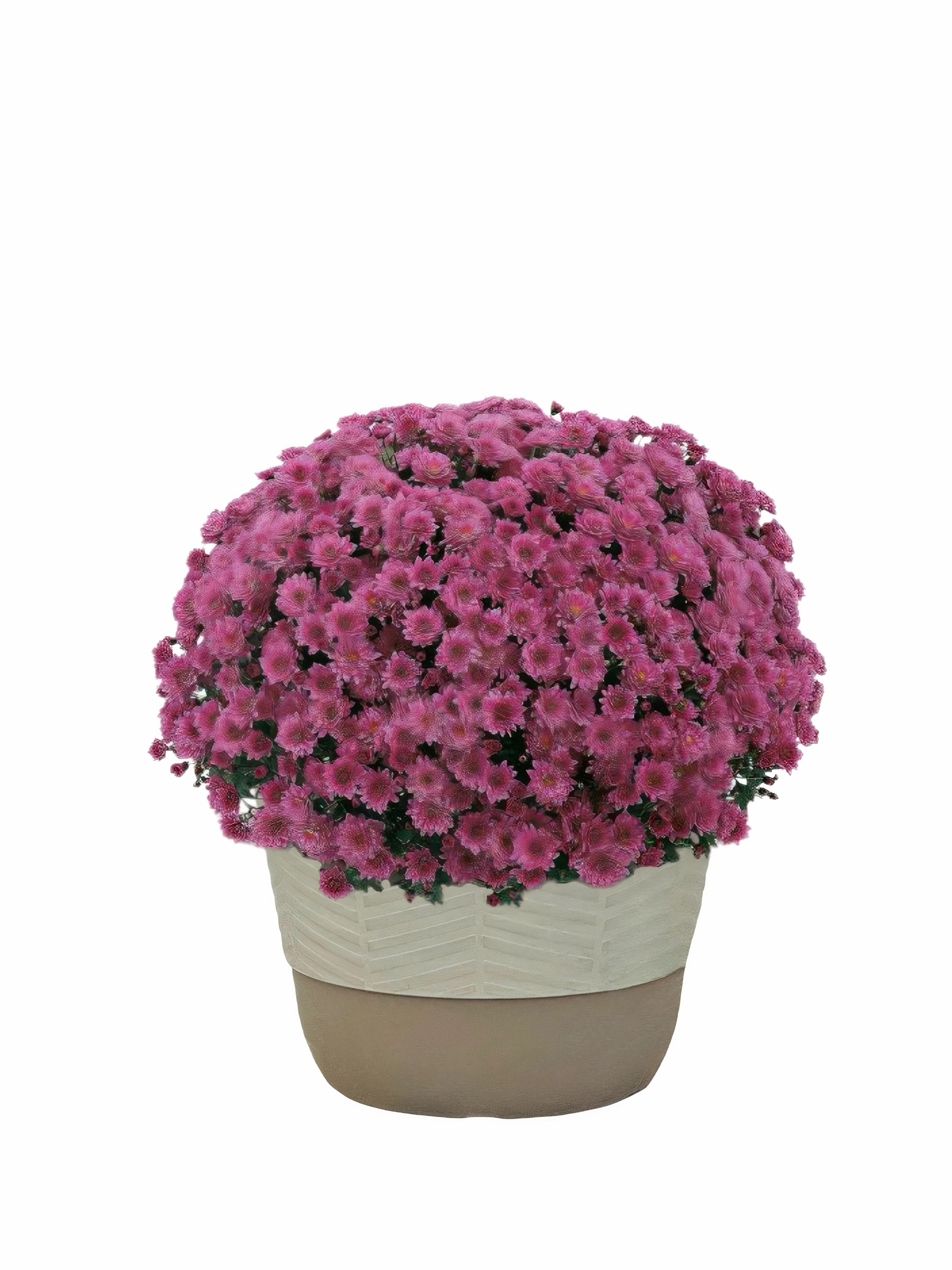 Better Homes & Gardens 1.5G Purple Mum Live Plant in Decorative Pot | Walmart (US)