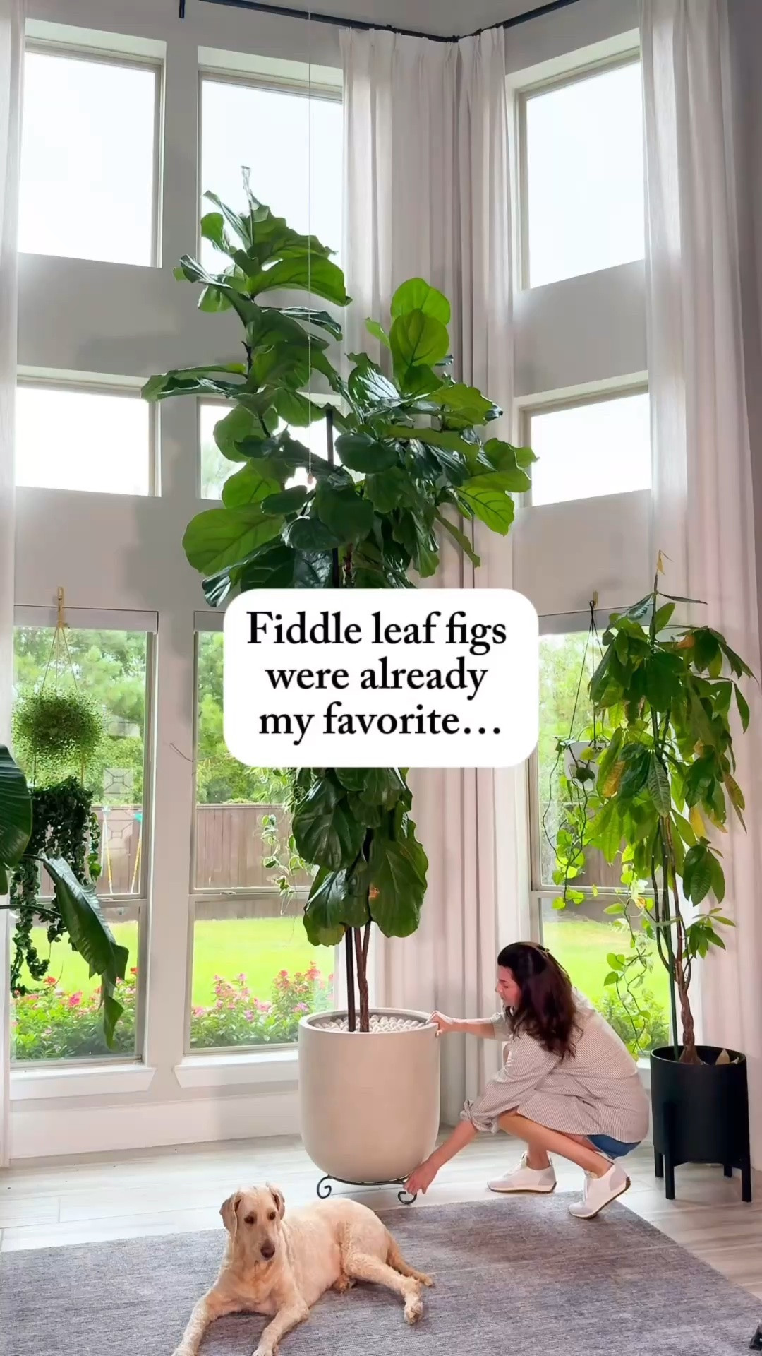 I seriously cannot wait to see this tree grow. If it gets anywhere close to the size of my 14 foot fiddle leaf fig, it’s going to be absolutely stunning.

Here’s how I’m caring for it.

• Give it plenty of bright light. The white parts of the leaves don’t photosynthesize, so the green parts need enough light to support the whole plant.

• Water when the top few inches of soil feel dry, then water thoroughly. I add fiddle leaf fig fertilizer, and gnat drops to every watering.

• Plant it in a nursery pot with excellent drainage holes, and use a soil mix made for fiddle leaf figs.

• Rotate it every couple of weeks so it grows evenly.

If you’ve been wanting one, look for a smaller plant. They’re usually much more affordable, and it’s so rewarding to watch them grow.

variegated fiddle leaf fig | fiddle leaf fig care | ficus lyrata variegata | rare houseplants | indoor plant care | houseplant tips

#variegatedfiddleleaffig #fiddleleaffig #ficuslyrata #houseplantcare #indoorplants #planttips #plantlover #rareplants

#LTKHome #LTKOver40 #LTKmomlife