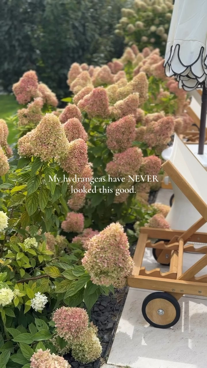 I owe it all to Holly-Tone, which you’d never guess is an Amazon find! 🙌🏻 It’s completely transformed our hydrangeas and backyard spaces. I used it once in the spring and once late summer. How magical are they looking for fall? 🤍🍂

#LTKHome #LTKSeasonal