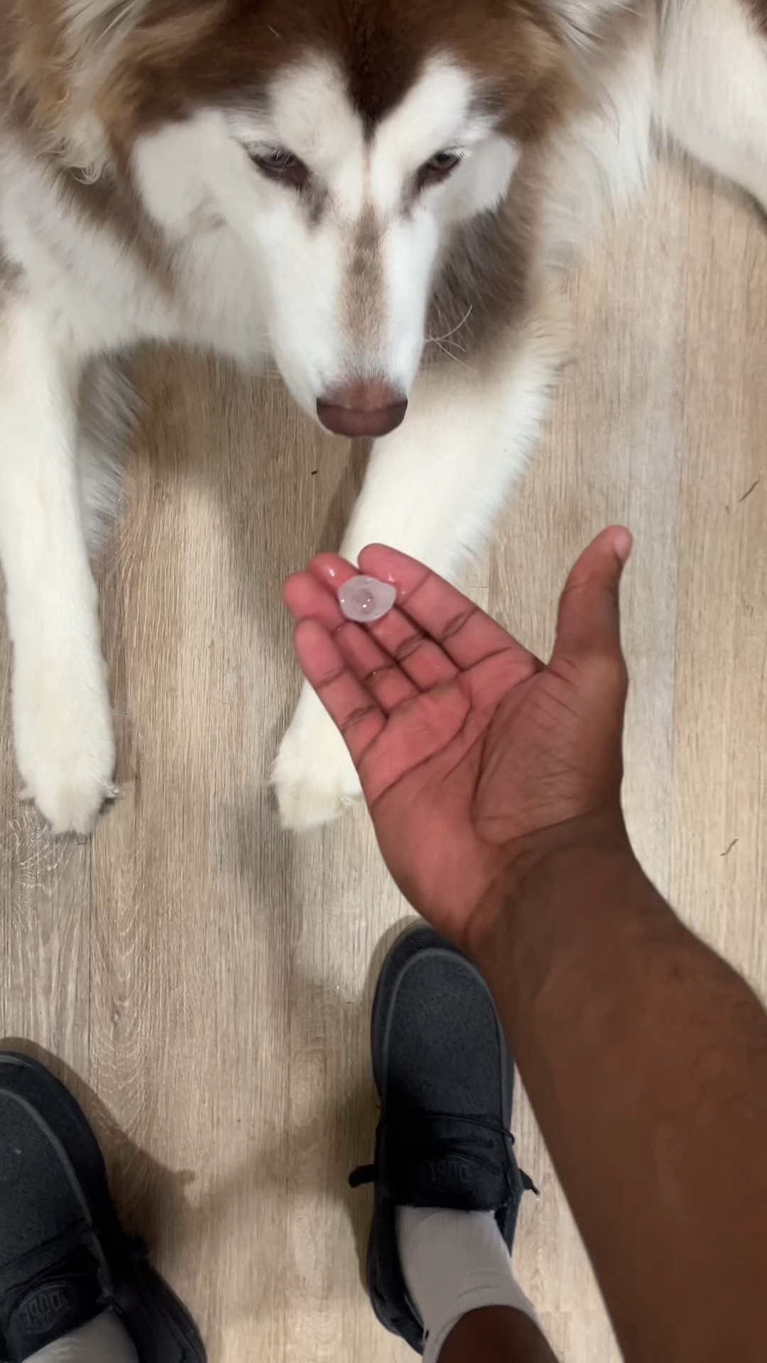 I have found the Viral TikTok Ice Maker! 🚨

#LTKMostLoved #LTKGiftGuide #LTKSpringSale