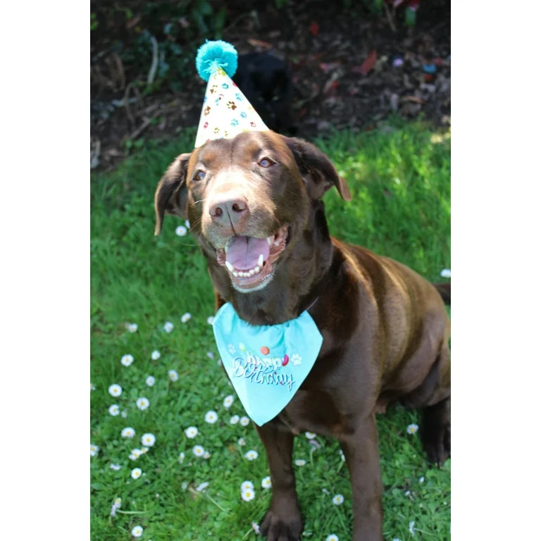 Simply Sweet Dog Birthday Hat and Bandana Set , Blue - Walmart.com | Walmart (US)