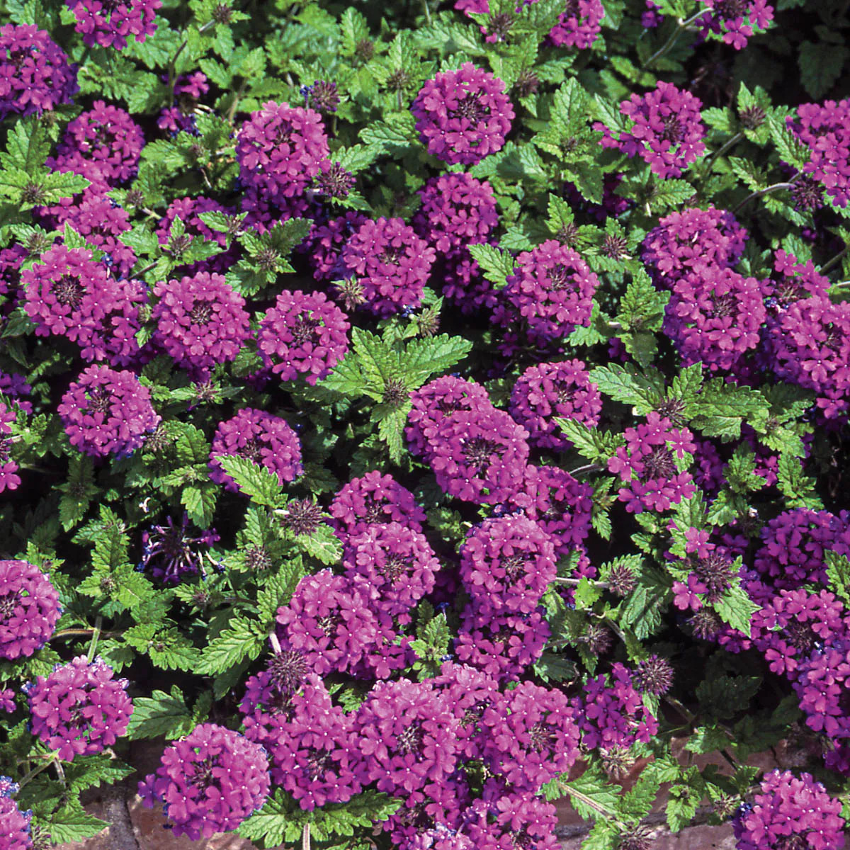 Purple Flowering Homestead Verbena product image from the verified GPgrows LTK collection