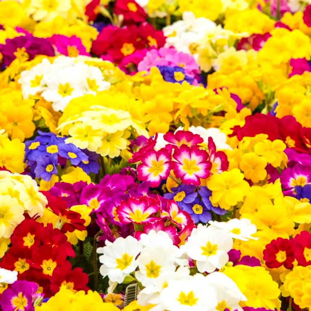 Spring Hill Nurseries 3 in. Pot English Hardy Primrose (Primula) Mixture Multicolor Flowering Liv... | The Home Depot