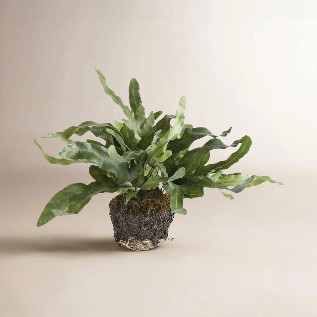 Napa Home and Garden Echeveria Fern Drop-In Faux Plant & Reviews | Perigold | Perigold