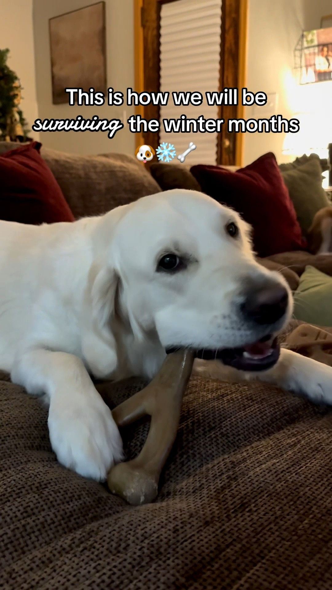 These get used every single day in the winter ☃️🐶

#dogmom #dogmomlife #dogbone

#LTKmomlife #LTKSeasonal