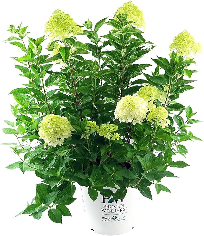 Proven Winners - Hydrangea pan. 'Limelight' (Panicle Hydrangea) Shrub, white/lime to pink flowers... | Amazon (US)