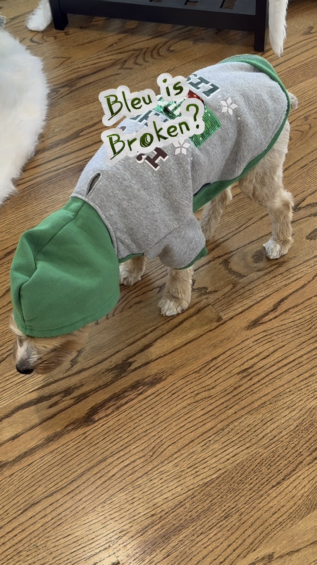 Dogs are never a dull moment. Bleu loves his clothing, but something today gave him “paws”. It was up to mommy to unfreeze the good boy so he could play outside! 

#LTKSeasonal #LTKHoliday #LTKWatchNow