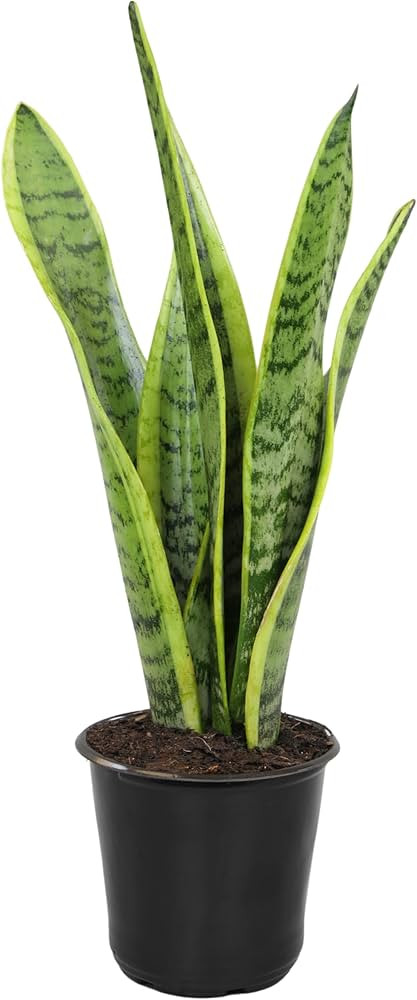Altman Plants Sansevieria Laurentii Variegated Snake Plants (Approx. 10 in. Tall), Easy Plant, Ai... | Amazon (US)