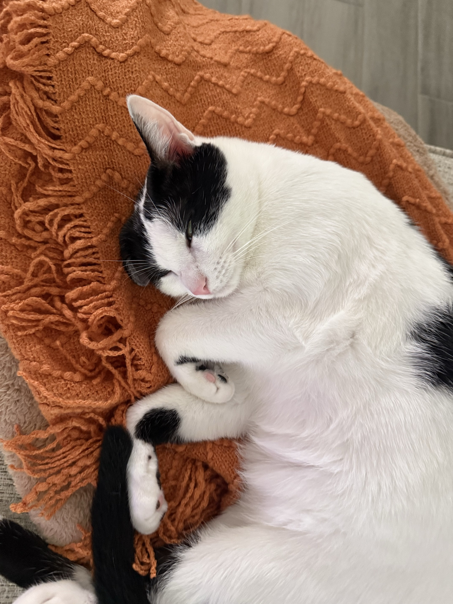 Orange blanket and a cute kitten - cat not linked 😉

#LTKHome #LTKGiftGuide #LTKFindsUnder100