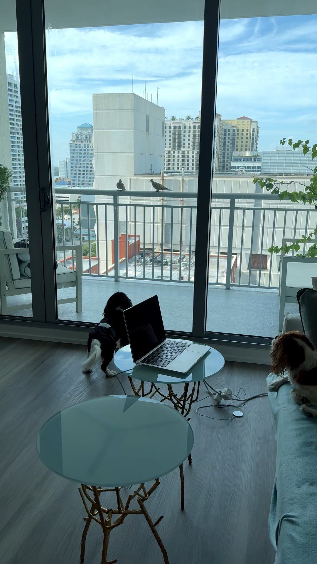 Dogs going NUTS seeing the two doves land on my balcony in downtown  West Palm Beach Florida lol! Shop my urban garden. Your dogs will love it too! 

#LTKPets #LTKHome #LTKSeasonal