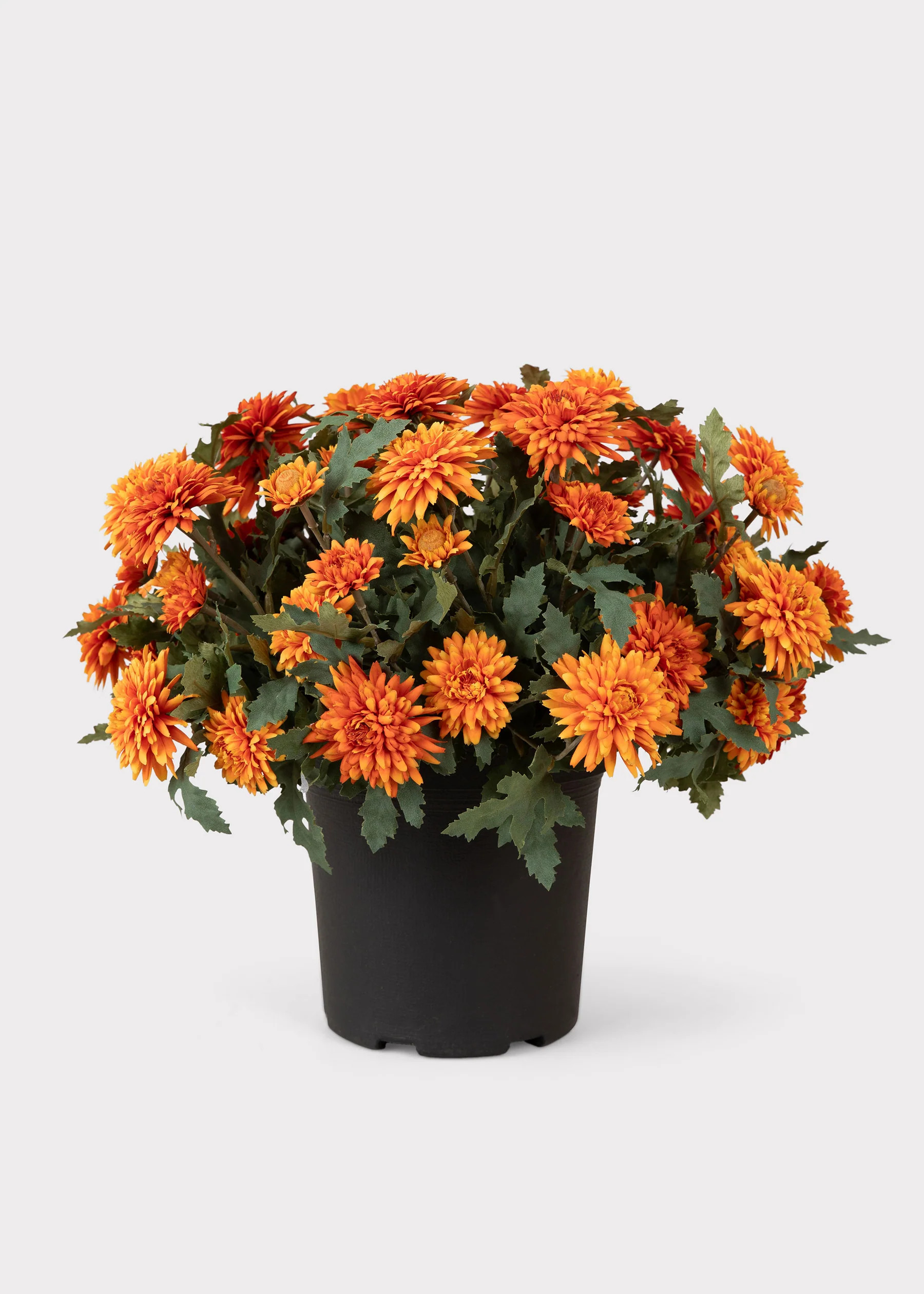 UV Treated Orange Mum Potted Plant | Fake Fall Flowers | Afloral | Afloral