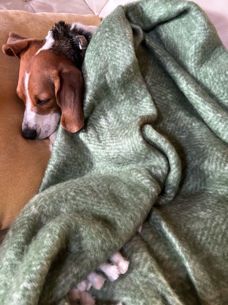 Some(puppy) stole my blanket! Use code Angeline20 for 20% off your Mudpie order. 

#LTKhome #LTKsalealert #LTKHoliday