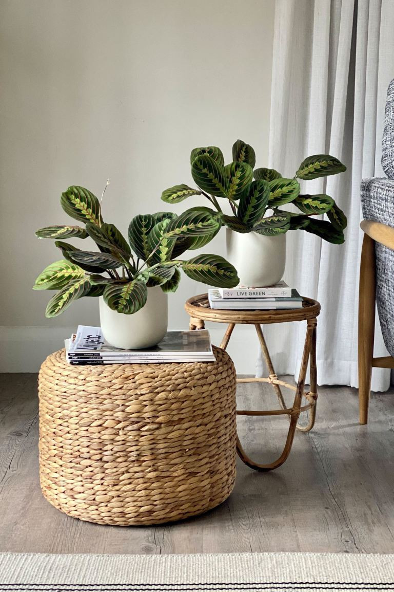Prayer Plant Pair | H&M (UK, MY, IN, SG, PH, TW, HK)