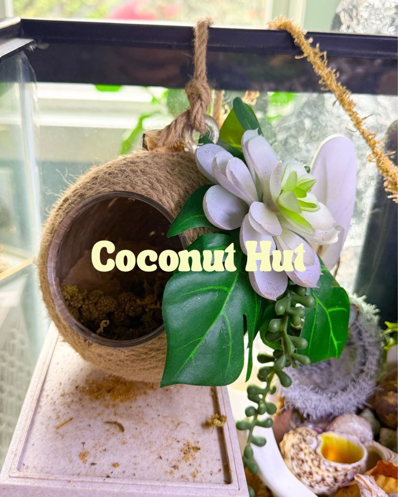 Coconut hut for hermit crab enrichment 