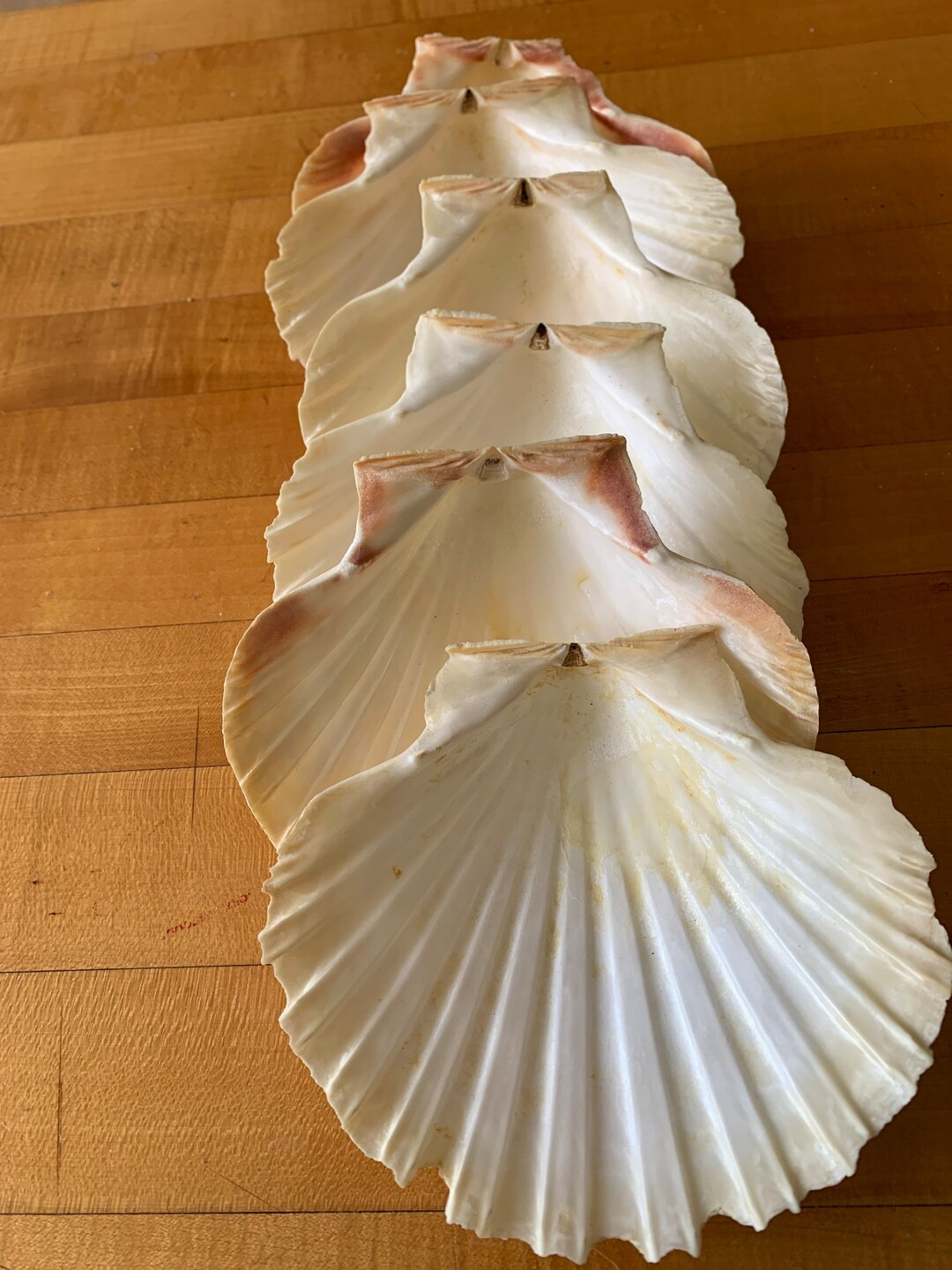 Set of 6 Natural Clam Shell Salad Plates Vintage | Etsy (US)