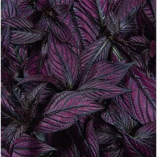 Pure Beauty Farms 1.38-Pint Strobilanthus Persian Shield in 4.5 in. Grower's Pot (4-Pack) | The Home Depot