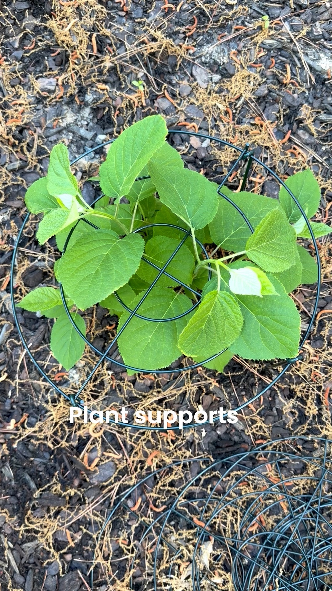 Plant supports for hydrangeas and peonies 

#LTKSeasonal #LTKHome