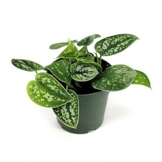 4 in. Scindapsus Pictus Pothos Silver Plant in Grower Containers (3-Pack) | The Home Depot