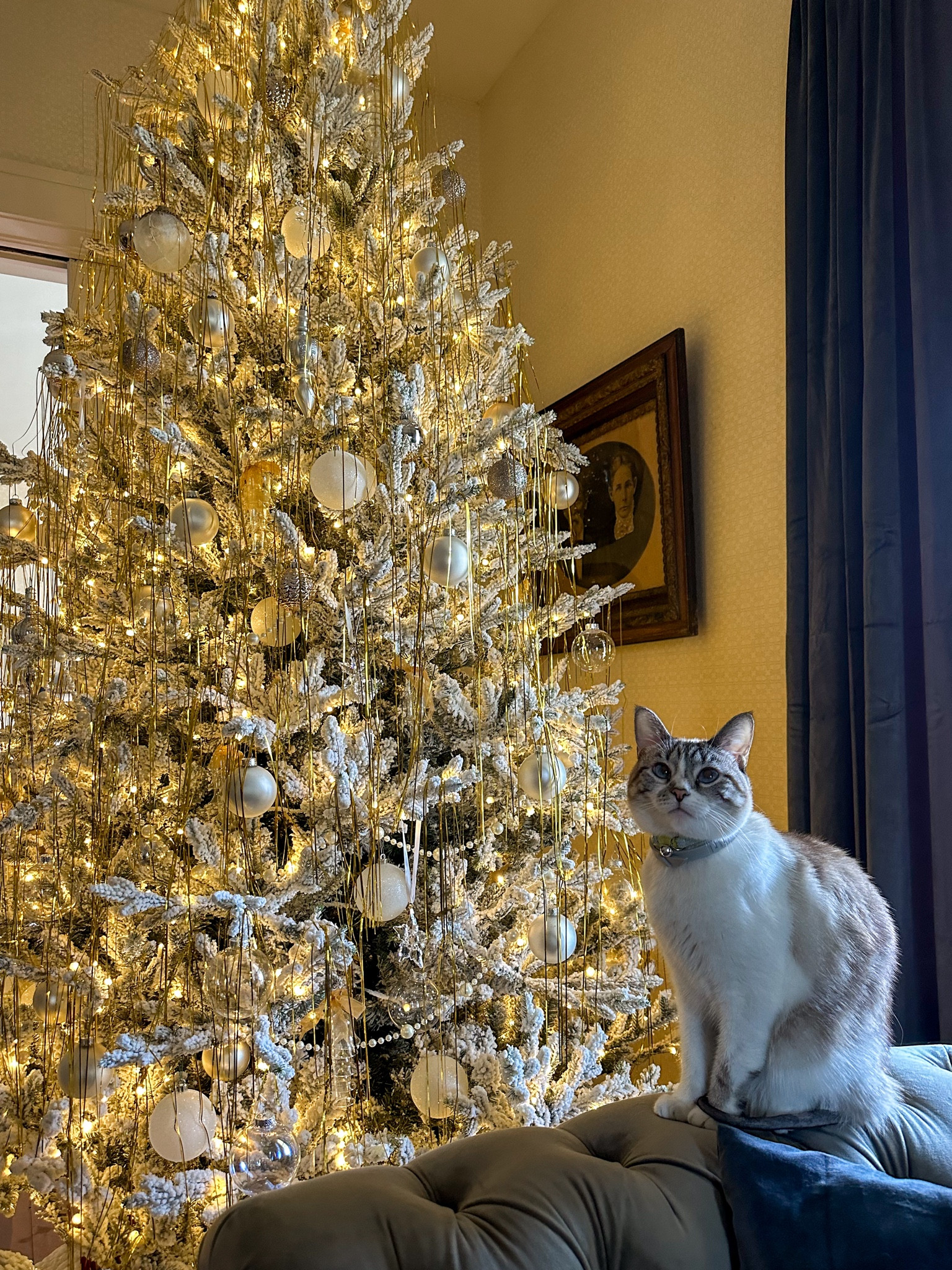 This was my first time using tinsel and I couldn’t be happier with the outcome! These gold tinsel fringe packs made it easy to decorate my 9 foot tree. One package created the entire look  

#LTKhome #LTKSeasonal