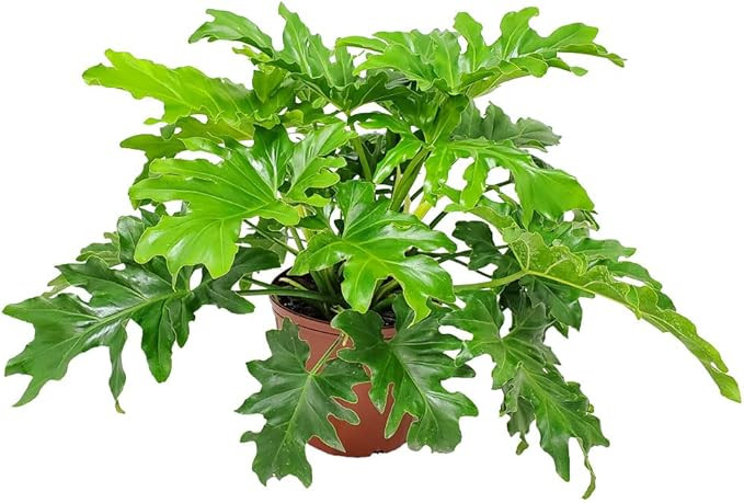 Philodendron Selloum - Tree Philodendron Plant Live - Philodendron House Plants - Overall Height ... | Amazon (US)