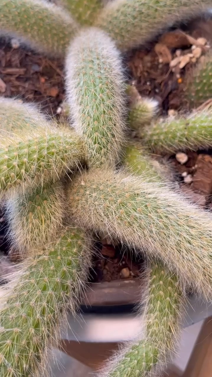 #MonkeyTailCactus is such a fast grower! When I first planted this, I had a vision of how I wanted it to look, so I set it up with the future in mind (see the end of the reel). Of course, plants have their own plans and branch as they like, but I’m thrilled that the potting arrangement is working out as I hoped.

It may have looked a bit foolish at first, but seeing it come together now makes it so worth it. I can’t wait to see how this plant evolves over the next six months!

Please note, the square wood plant stand is no longer being sold. I bought it from Target about 10 years ago and they’ve since discontinued it. Sorry! Everyone wants a link to it, but unfortunately I can’t link it. 

#LTKFindsUnder50 #LTKHome
