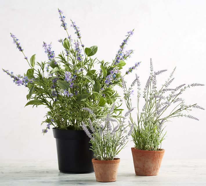 Faux Potted Lavender in Terra Cotta Pot | Pottery Barn (US)