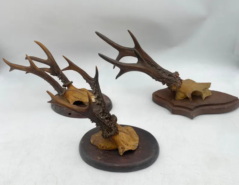 THREE Vintage World War II German Taxidermy Roe Deer Antler Plaque Mount Skull - Etsy | Etsy (US)