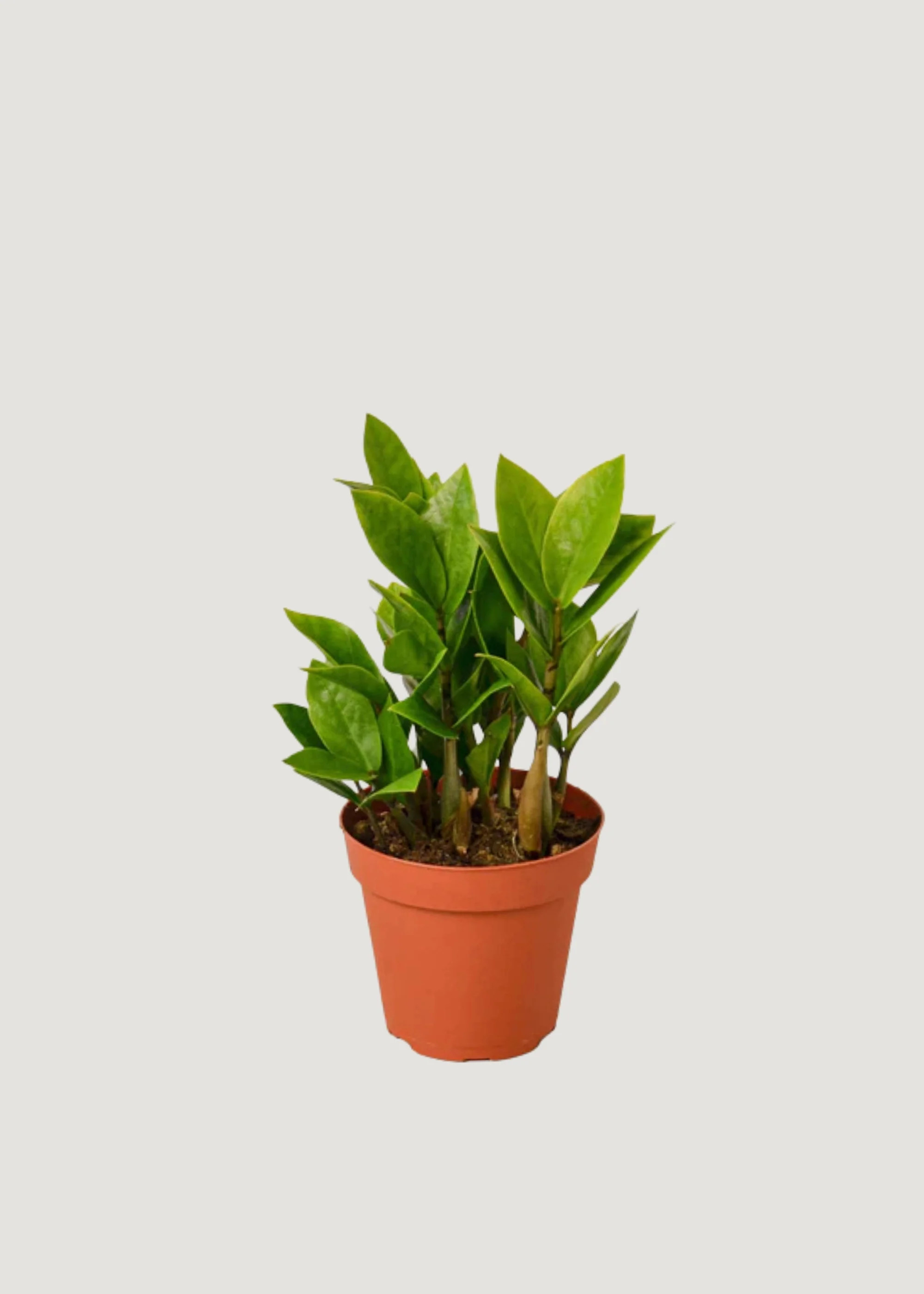 LIVE ZZ House Plant in 4" Pot | Afloral