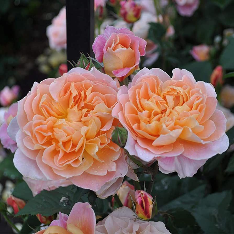 Heirloom Roses Rose Plant - The Impressionist™ Climbing Rose Bush, Live Fragrant Plants for Out... | Amazon (US)
