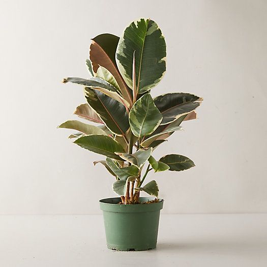 Tineke Ruby Ficus Plant | Terrain