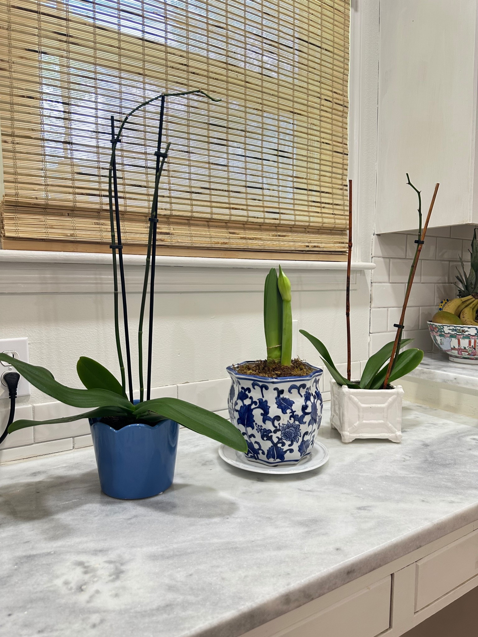 Added this precious, blue scalloped planter to my collection yesterday, and the best part is that it’s affordable, comes in two sizes, and is from #Walmart! Shop my planters 💙🫶🏻

chinoiserie, blue and white, blue & white, planter, planters, small planter, small planters, cache pot, grandmillennial, plants, orchid, amaryllis 