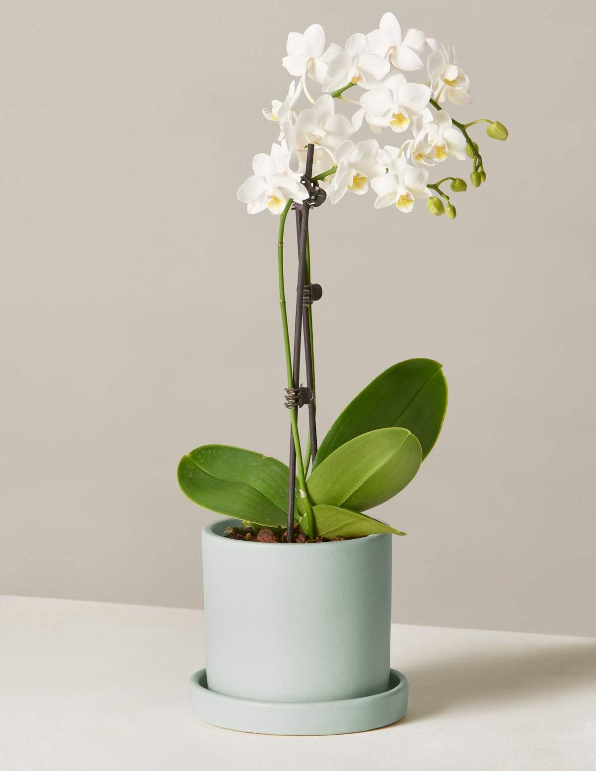 Petite White Orchid | The Sill