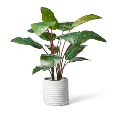 39" x 24" Artificial Rojo Congo Plant in Ribbed Ceramic Pot White - Hilton Carter for Target | Target