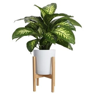 Dieffenbachia Indoor Plant in 10 in. Decor Weave Basket Planter, Avg. Shipping Height 2-3 ft. Tall | The Home Depot