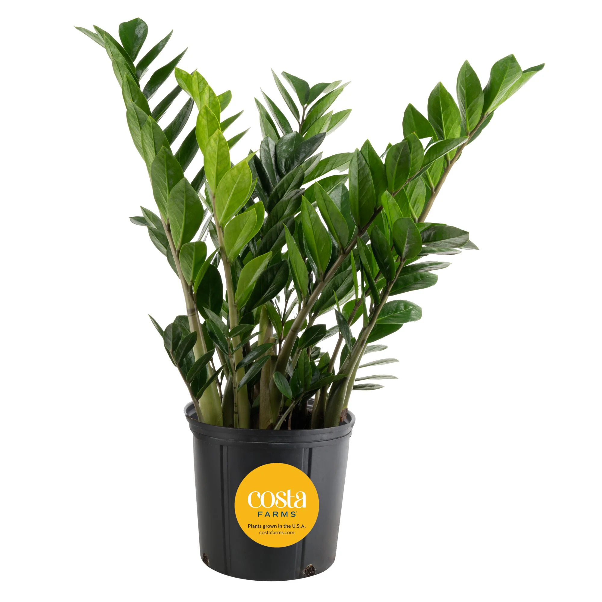 Costa Farms ZZ Plant House plant in 10 Inch(es) Pot 1 -Pack one_size | L-GZZ-G-POT-01-LW | Lowe's