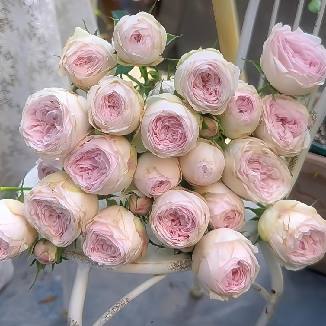 Mansfield Park 酷皮泡泡 Own Root - Etsy | Etsy (US)