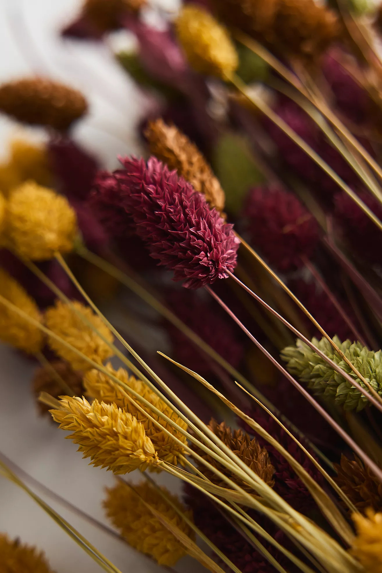Dried Phalaris Mix Bunch | Anthropologie (US)
