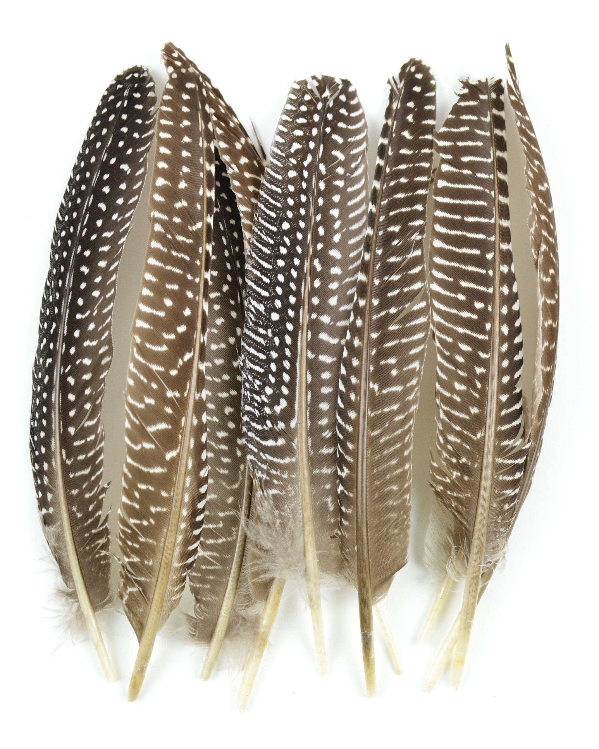 Touch of Nature 38193 Guinea Fowl Wing Quill, 7-Inch | Amazon (US)