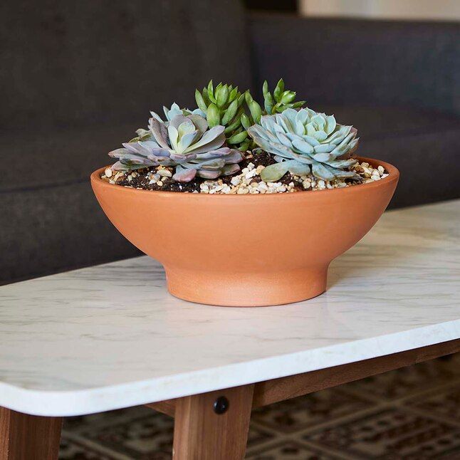 Medium (8-25-Quart) 12.4-in W x 4.72-in H Teracotta Clay Low Bowl Planter with Drainage Holes Low... | Lowe's