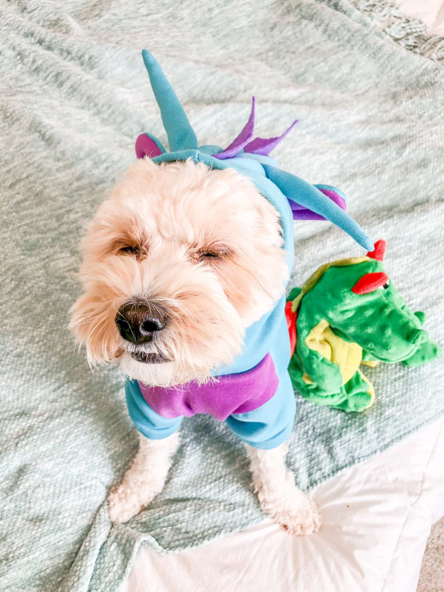 I found my dragon hoodie at my local Winco but here are some other good options on Amazon! #halloween #dogcostume #dragon #ltkdog #dog 

#LTKstyletip #LTKSeasonal #LTKfamily