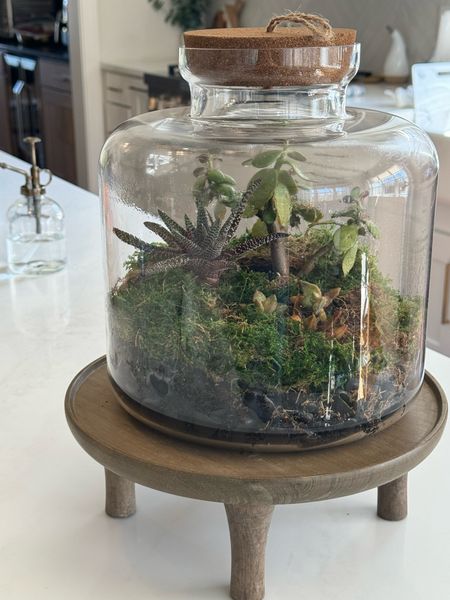 Create a designer looking terrarium on a Walmart budget! This makes the perfect centerpiece for any table in your home.

#LTKSeasonal #LTKhome