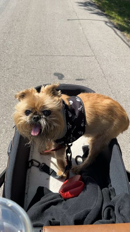 Steven absolutely loves his dog stroller! I know this exact one is a major splurge (as in $1000+) but I linked a ton of way more affordable options; most under $100!!

#walmartpartner @walmart #Walmartpet

Walmart finds, Walmart pet, dog must haves

#LTKFamily #LTKFitness #LTKSaleAlert